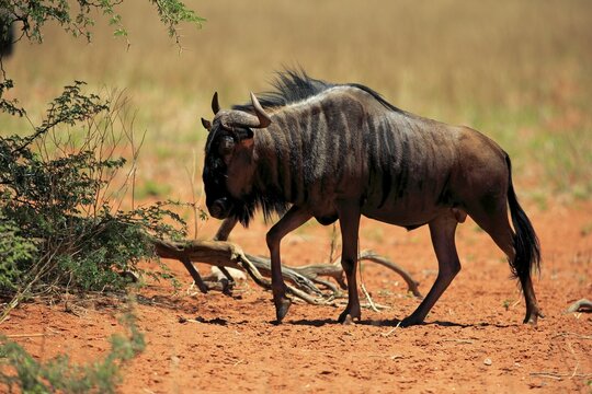 Blue Wildebeest (Connochaetes taurinus), adult, Tswalu Game Reserve, Kalahari Desert, North Cape, South Africa