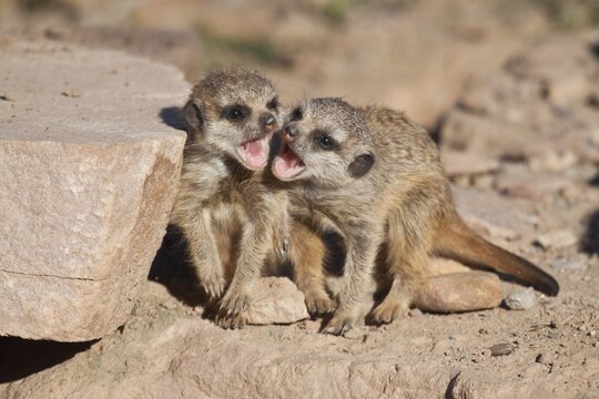 Meerkat or Suricate (Suricata suricatta), two pups playing, captive, Germany