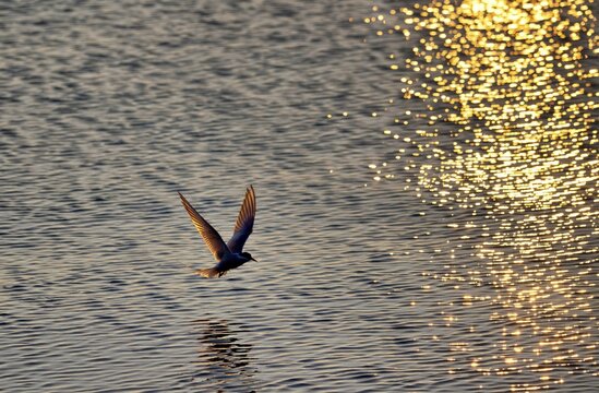 Arctic Tern (Sterna paradisaea), K&oacute;pasker, Iceland, Europe