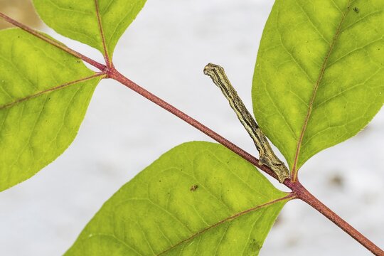 Engrailed (moth) (Ectropis crepuscularia), caterpillar, on twig of bee tree, honey ash (Tetradium daniellii var. hupehensis), mimesis, Hesse, Germany