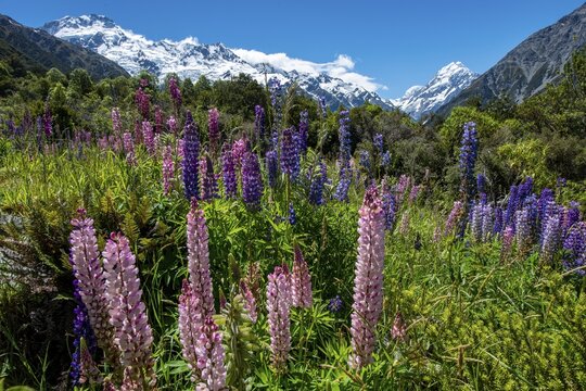 Purple multileaved lupines (Lupinus polyphyllus), snow-covered mountains with Mount Cook, Hooker Valley, Canterbury, South Island, New Zealand