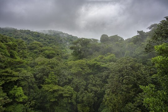 Rainforest in Selvatura Park seen from a suspension bridge, Monteverde, Guanacaste Province, Costa Rica