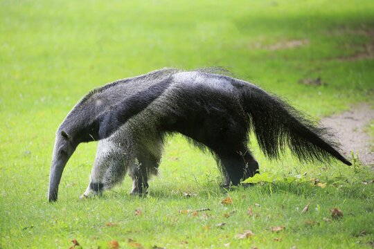 Giant anteater (Myrmecophaga tridactyla), adult, foraging, captive