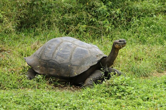 Galapagos Giant Tortoise (Geochelone elephantopus), Galapagos, Ecuador, South America