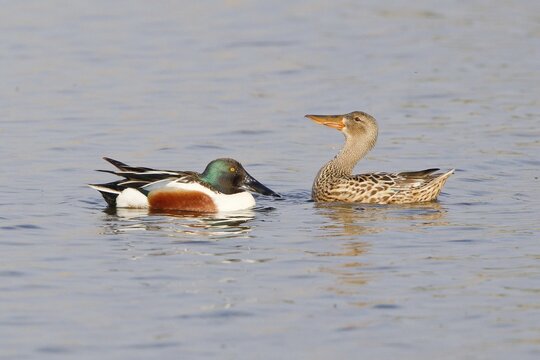 Northern Shoveler (Anas clypeata), displaying pair North Rhine Westphalia, Deuschland