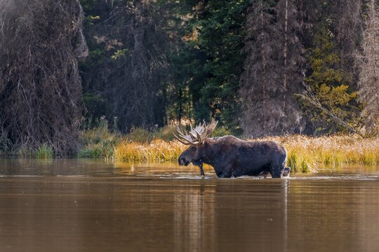 Male Elk (Alces alces) running in a lake, Grand Teton National Park, Wyoming, USA
