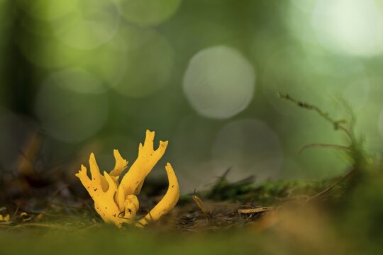 Calocera furcata (Calocera furcata) on deadwood, Hesse, Germany