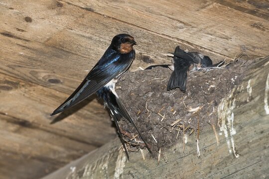 Barn swallow (Hirundo rustica), at the nest, Emsland, Lower Saxony, Germany