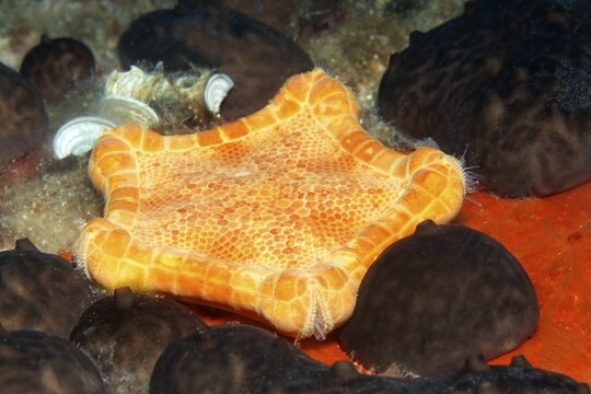 Placenta cushion starfish (Sphaerodiscus placenta), Sithonia, Chalkidiki, also Halkidiki, Aegean, Mediterranean, Greece