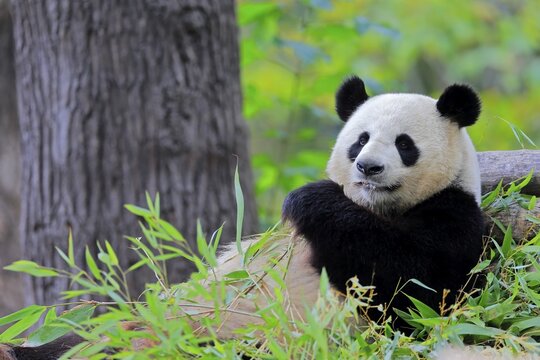 Giant Panda (Ailuropoda melanoleuca), adult, portrait, captive, China