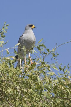 Eastern Chanting-Goshawk or Eastern Pale Chanting Goshawk (Melierax poliopterus), Samburu National Park, Kenya, East Africa