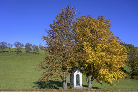 Autumn chestnuts at a wayside shrine, Kaumberg, Lower Austria, Austria