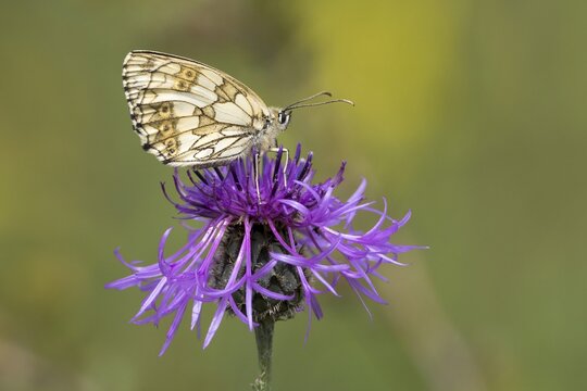Marbled white (Melanargia galathea) on Brown knapweed (Centaurea jacea), Hesse, Germany