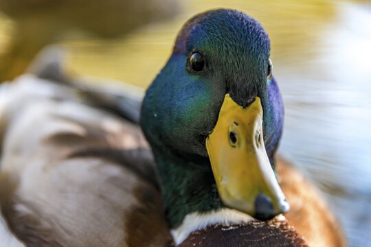 Male mallard (Anas platyrhynchos) in water, animal portrait, Alaksen National Wildlife Area, British Columbia, Canada