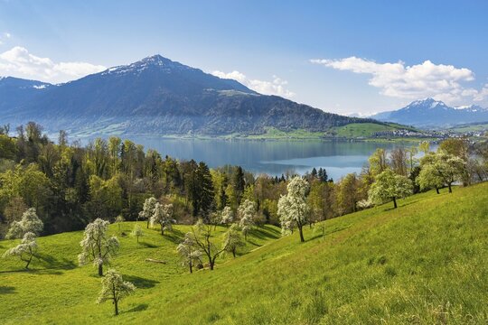 View of Lake Zug with Rigi and Pilatus, in front of it flowering pear trees (Pyrus communis), Walchwil, Canton Zug, Switzerland
