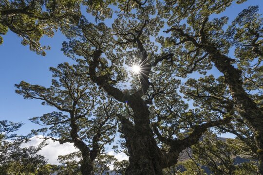 Sun shining through canopy, moderate rainforest, Kepler Track, Fiordland National Park, Southland, New Zealand