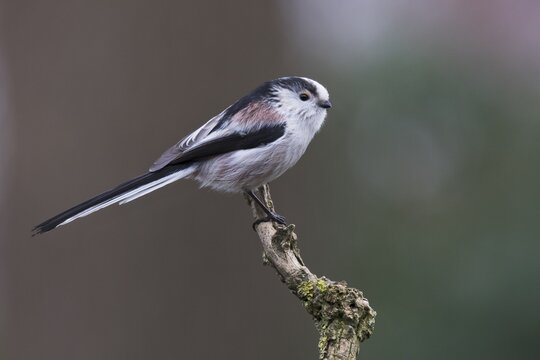 Long-tailed tit (Aegithalos caudatus), sitting on a branch, Emsland, Lower Saxony, Germany