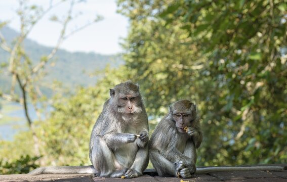 Two Crab-eating macaques (Macaca fascicularis) eating, Bali, Indonesia