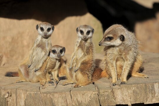 Meerkats (Suricata suricatta), adult, young, on tree trunk, alert, captive