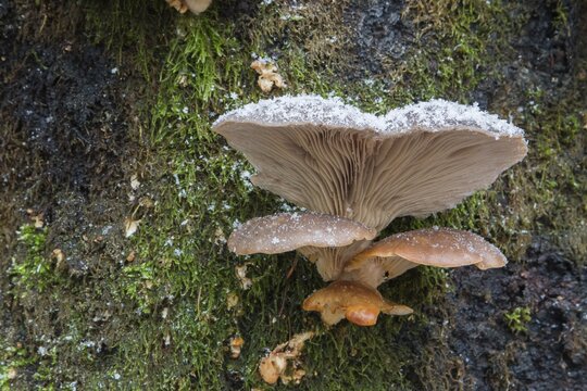 Oyster Mushroom (Pleurotus ostreatus), Hesse, Germany