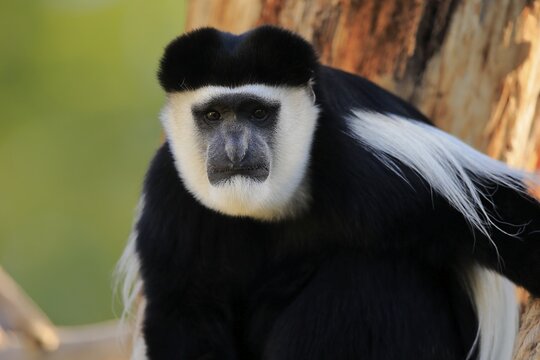 Mantled guereza (Colobus guereza), adult, alert, portrait, sitting, on tree, captive