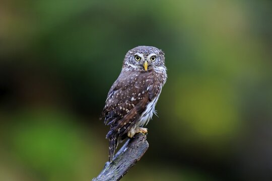Pygmy owl (Glaucidium passerinum), adult, waiting, autumn, watchful, Bohemian Forest, Czech Republic