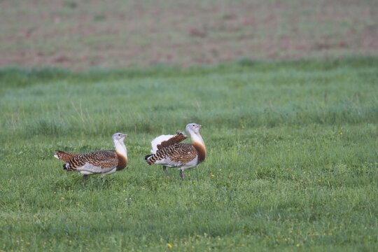 Great bustards (Otis tarda), Brandenburg, Germany