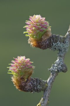 Female flowers of the larch (Larix decidua)