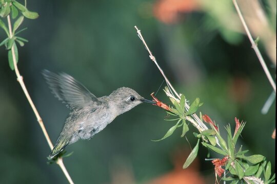 Young Costa's Hummingbird, Sonora desert, Arizona, USA / (Calypte costae)