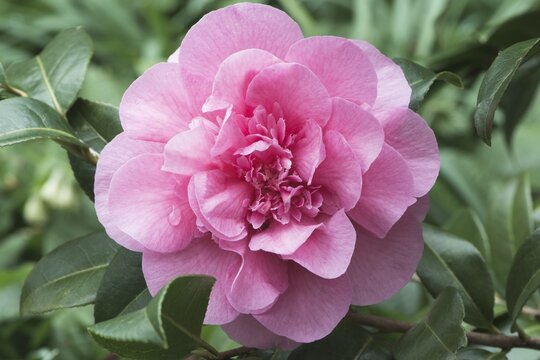 Camellia (Camellia japonica cultivar), Emsland, Lower Saxony, Germany