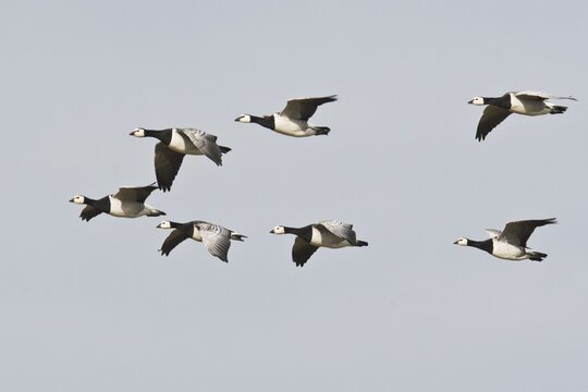 Barnacle Geese, White-fronted Geese (Branta leucopsis), flying, East Frisia, Lower Saxony, Germany