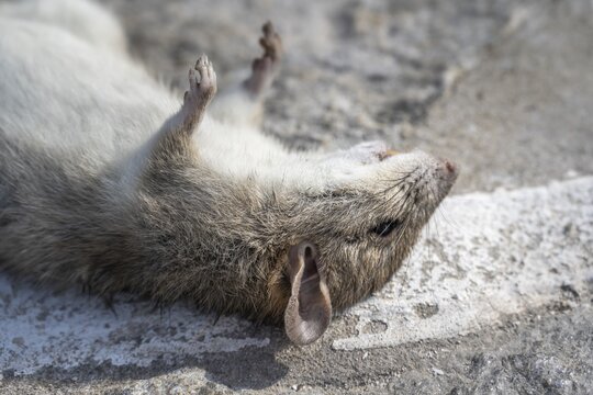 Dead rat lying on the ground, Paros, Cyclades, Aegean Sea, Greece