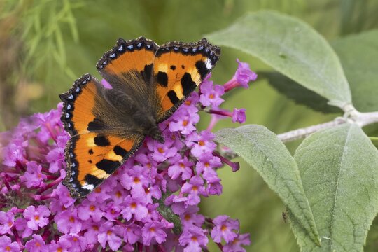 Small tortoiseshell (Aglais urticae), butterfly sitting on flower of butterfly bush (Buddleja davidii), Hesse, Germany