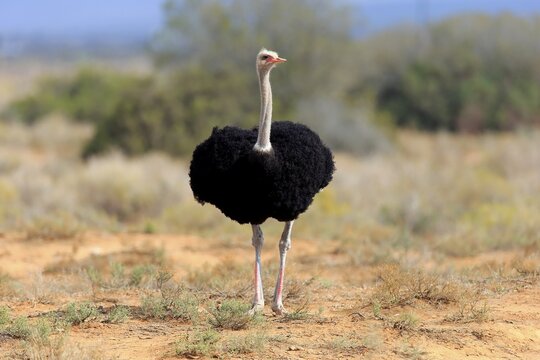 South African ostrich (Struthio camelus australis), adult male, Little Karoo, Western Cape, South Africa