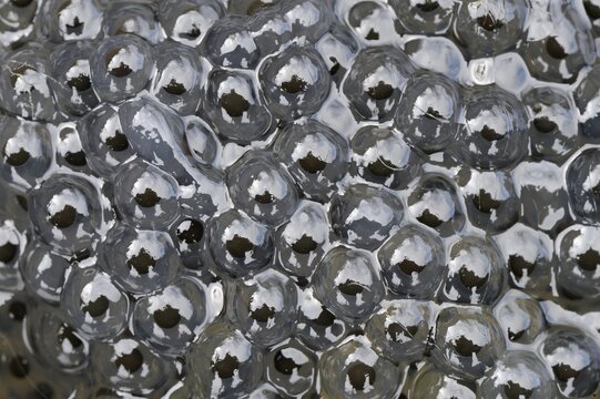 Frog spawn of the Edible Frog (Rana esculenta, Pelophylax kl. Esculentus)