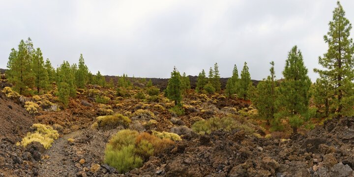 Teide National Park, Tenerife, Canary Islands, Spain