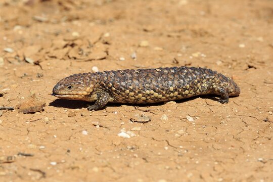 Bobtail skink (Tiliqua rugosa), adult, running, Sturt National Park, New South Wales, Australia
