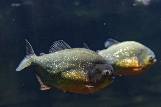 Red Piranhas (Pygocentrus nattereri), captive, Canada