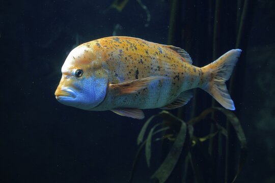Red blunt nose, (Chrysoblephus gibbiceps), adult, swimming, in water, captive, Cape Town, South Africa