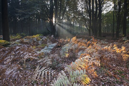 Bracken (Pteridium aquilinum) in beech forest (Fagus sylvatica), Emsland, Lower Saxony, Germany