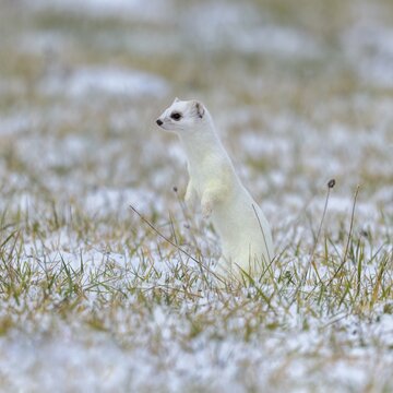 Stoat (Mustela erminea), mating in winter fur on a snow-covered meadow, Swabian Alb biosphere reserve, Baden-W&uuml;rttemberg, Germany