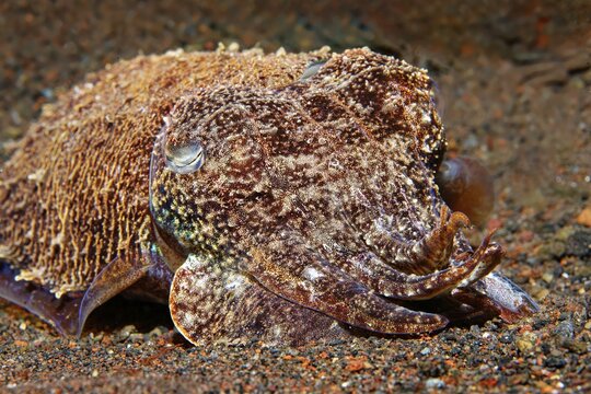 Broadclub Cuttlefishas well ( Sepia latimanus) camouflaged on sandy ground, Bali, Indo-Pacific, Indonesia
