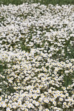 Flowering meadow, Annual Daisies (Bellis annua), Lasithi Plateau, Crete, Greece, Europe