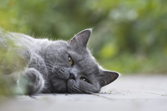 British Shorthair, Male, Lying, Pet portrait, Hesse, Germany