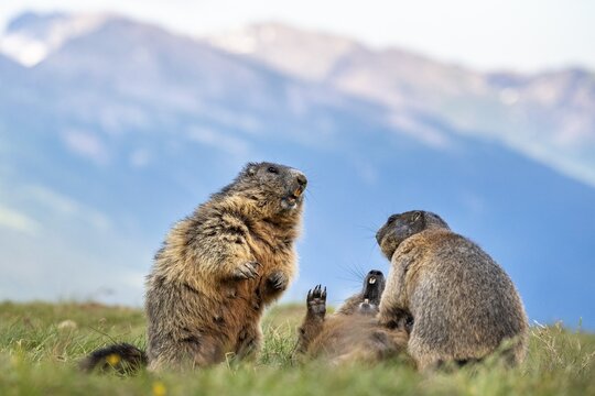 Three marmots (Marmota marmota), fighting, Hohe Tauern National Park, Carinthia, Austria
