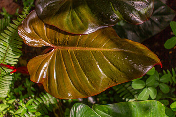 Orange Philodendron leaf with water droplets in close-up © Chantal