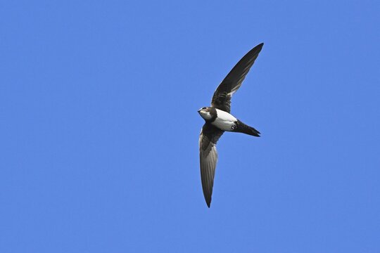Alpine swift (Apus melba), adult, in flight, Switzerland