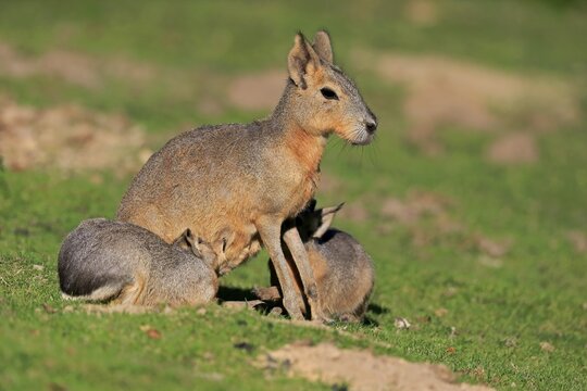 Patagonian Mara (Dolichotis patagonum), Great Mara, adult, female, juvenile, alert, captive, Patagonia, Argentina