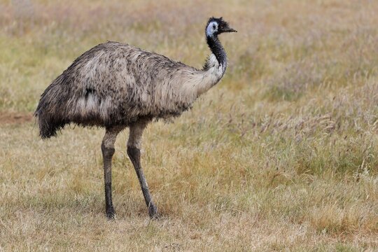 Emu (Dromaius novaehollandiae), adult, Kangaroo Island, South Australia, Australia