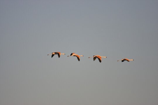 Andean Flamingo (Phoenicopterus andinus), Reserva Nacional los Flamencos, Atacama Desert, Chile, South America
